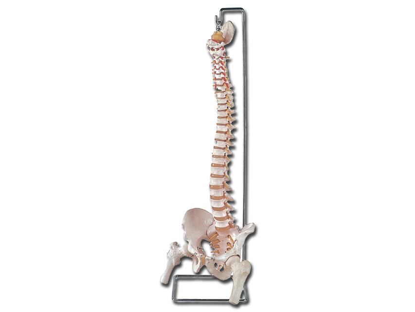 MODELLO COLONNA VERTEBRALE CON FEMORI + osso sacro