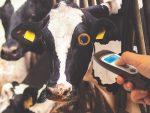 TERMOMETRO A DISTANZA VETERINARIO VISIOFOCUS con Bluetooth